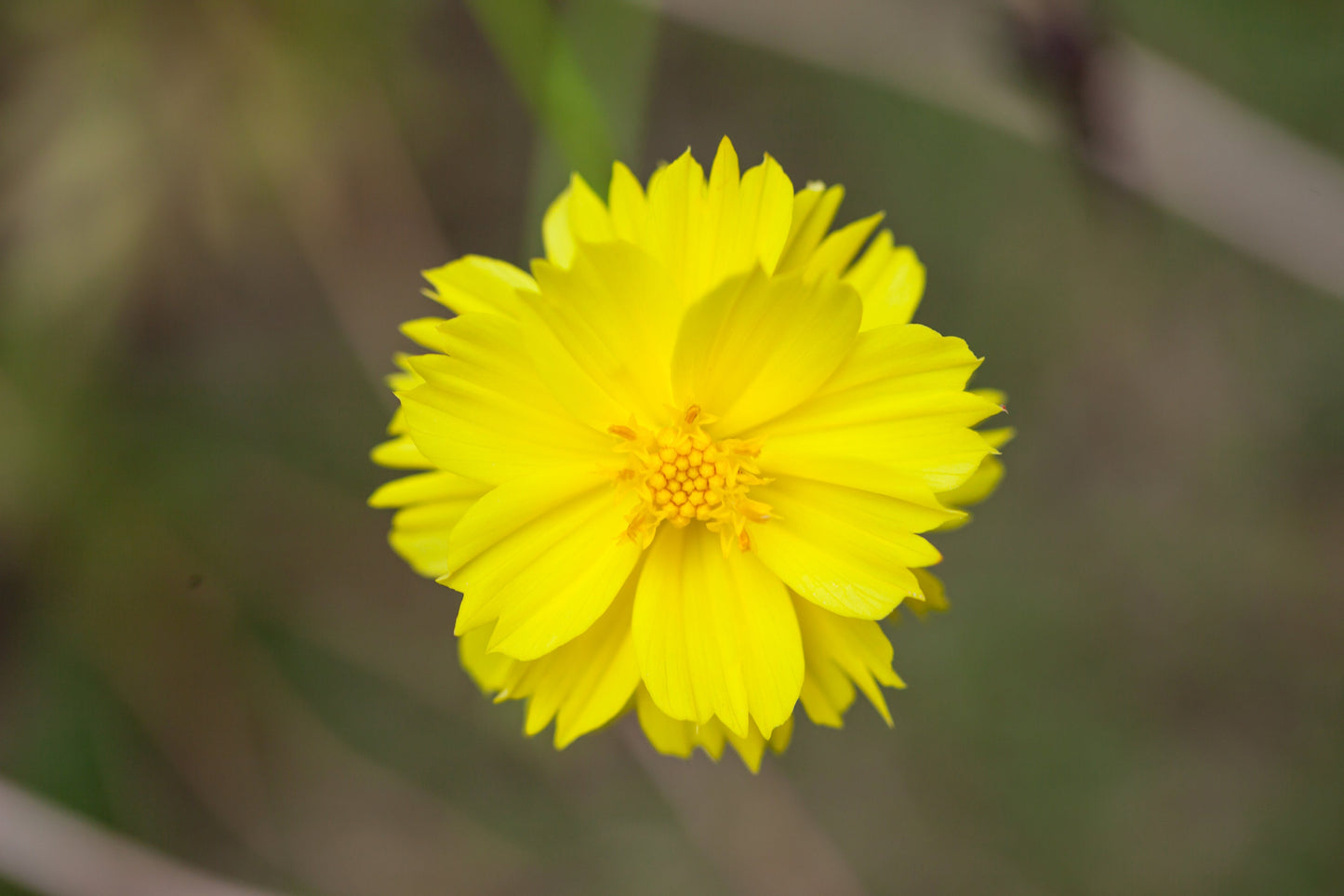 Coreopsis Sunburst