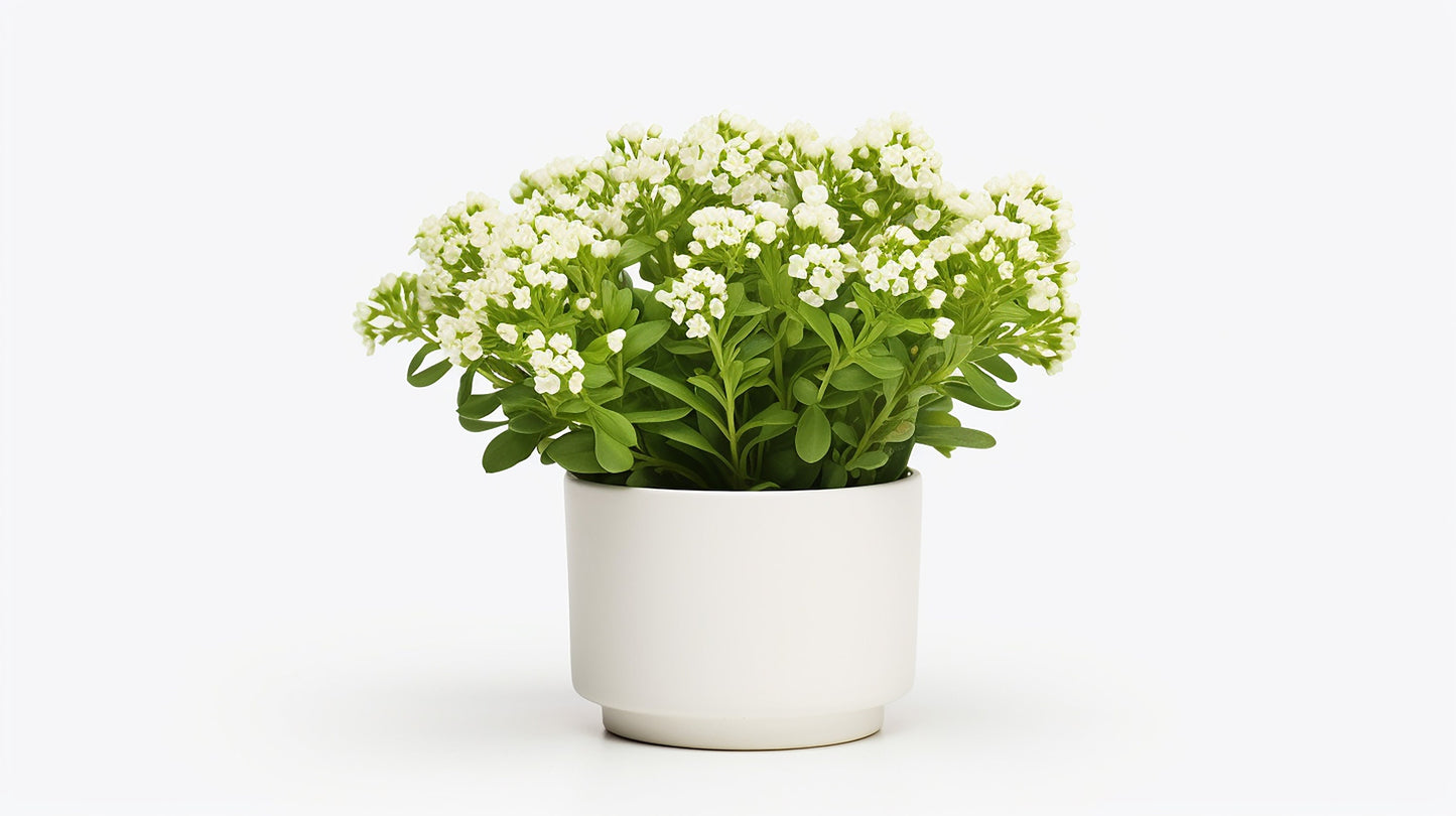 Alyssum Tall White