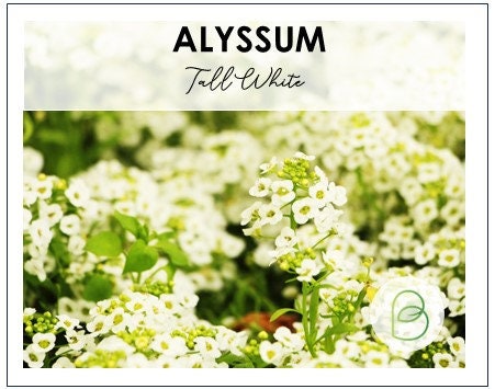 Alyssum Tall White