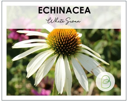 Echinacea (Coneflower) White Swan