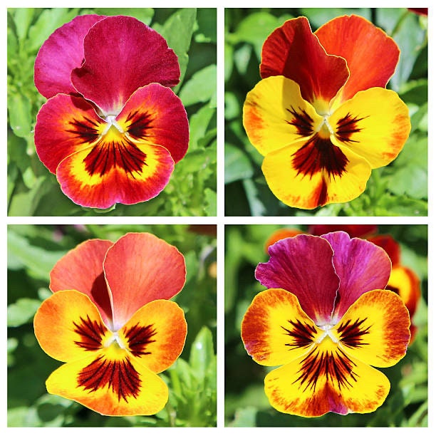 Viola Bambini