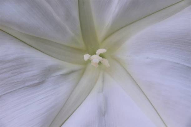 Moonflower