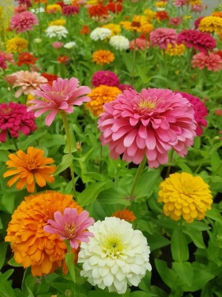 Zinnia Thumbelina Mix