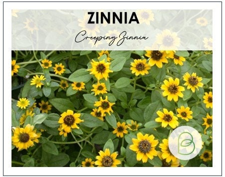 Zinnia Creeping