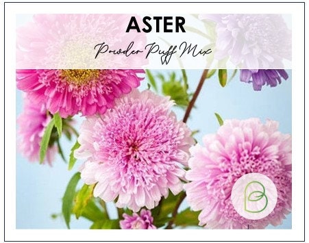 China Aster Powder Puff Mix