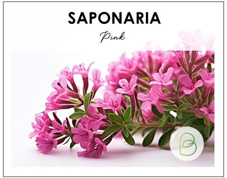 Saponaria Pink Beauty