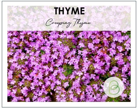 Creeping Thyme