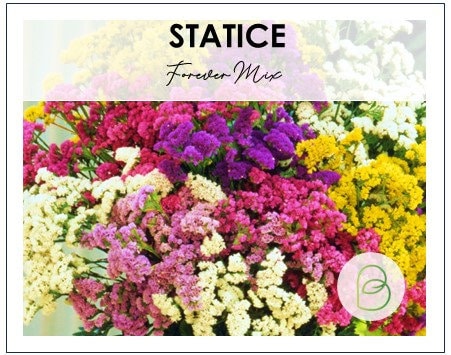 Statice Forever Mix