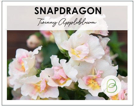 Snapdragon Twinny Appleblossom