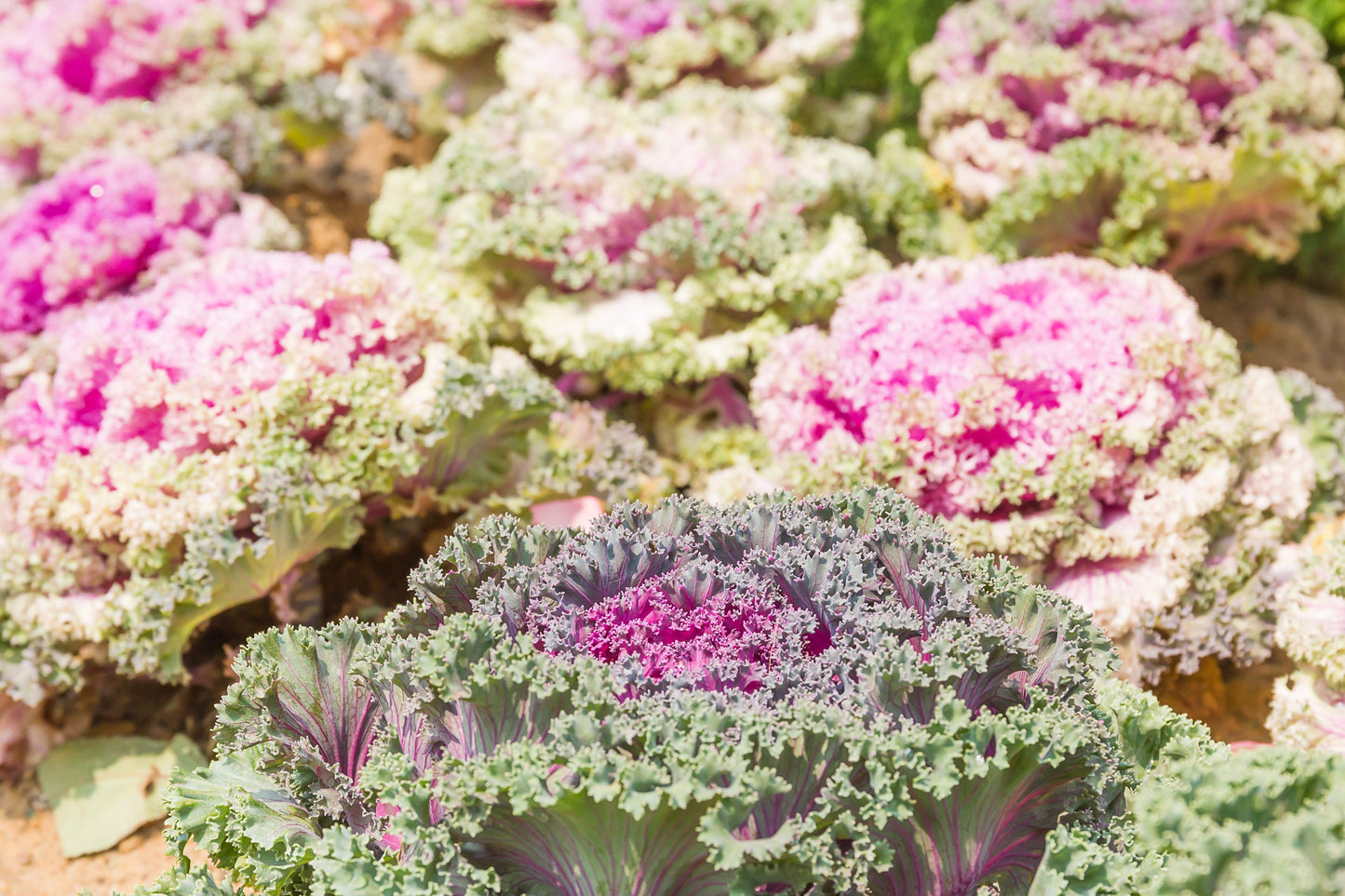 Cabbage Osaka Mix