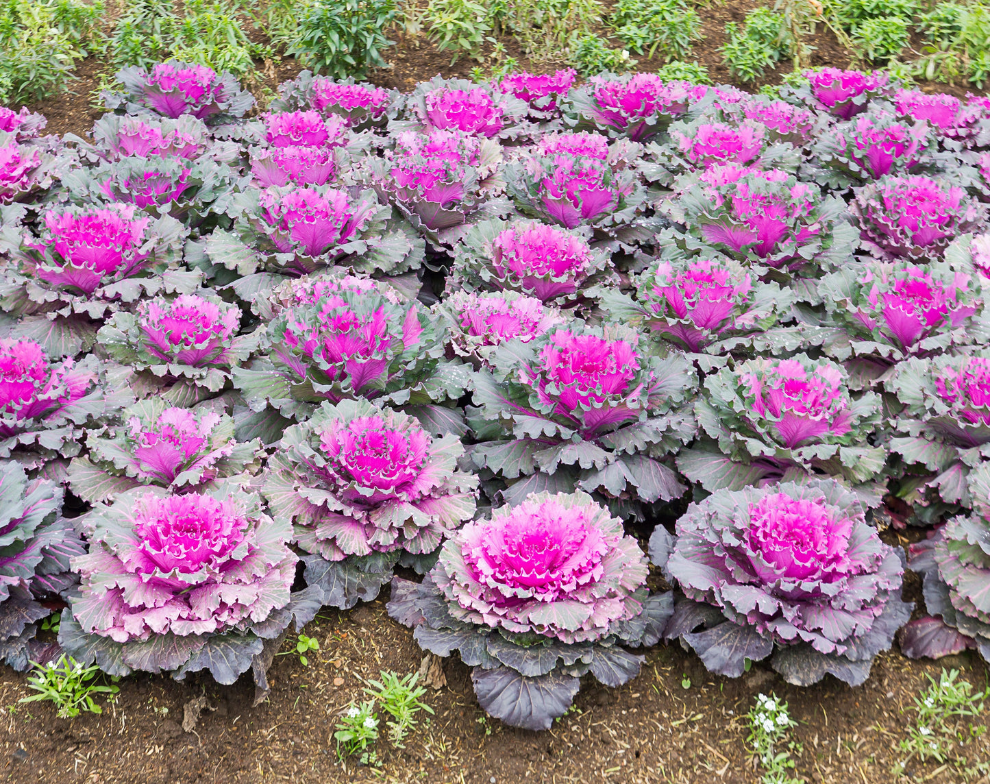 Cabbage Osaka Mix