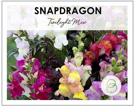 Snapdragon Twilight Mix 25+ Seeds
