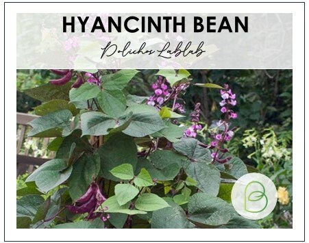 Hyacinth Bean
