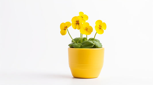 Viola, Perfection Yellow