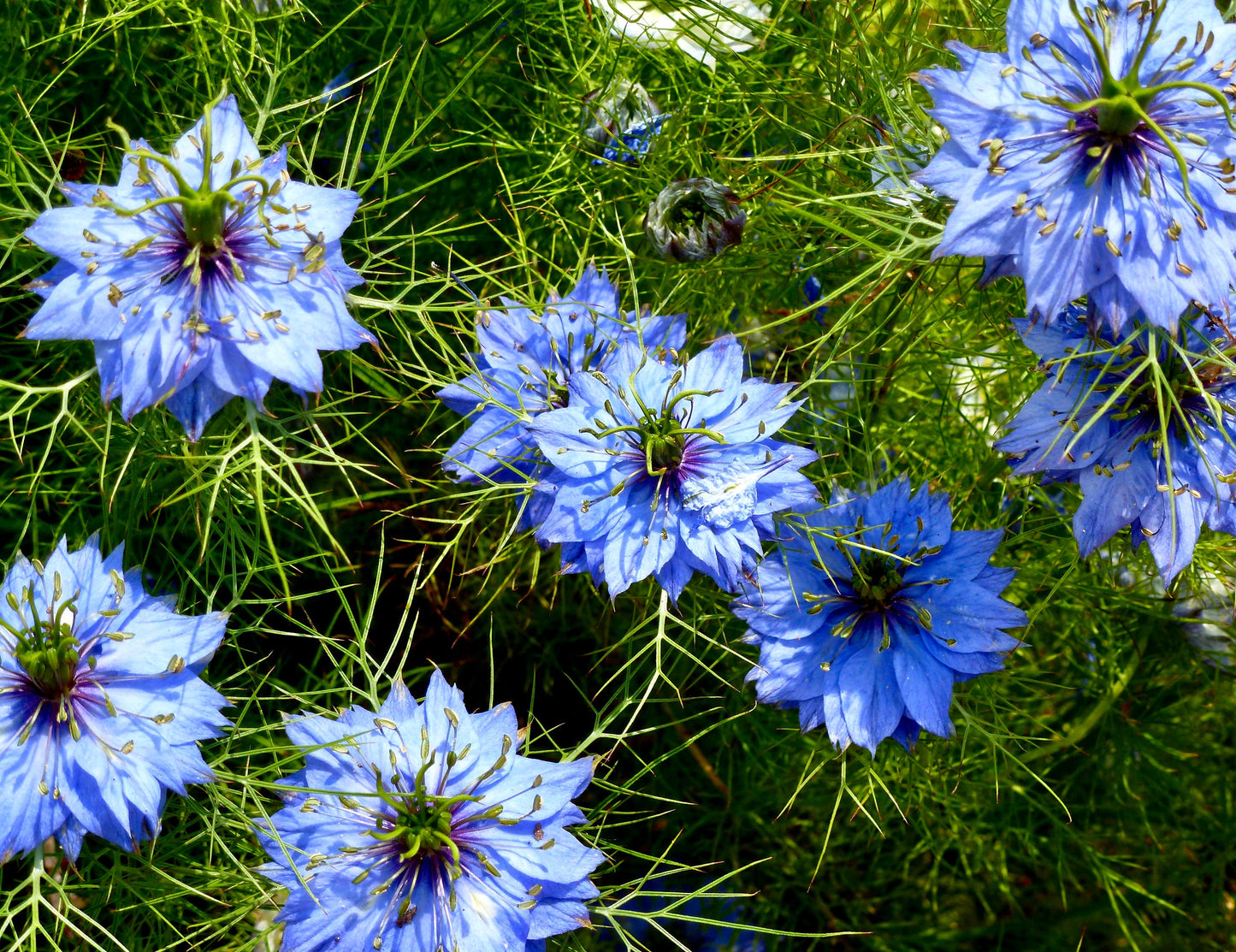 Nigella Miss Jekyll Double