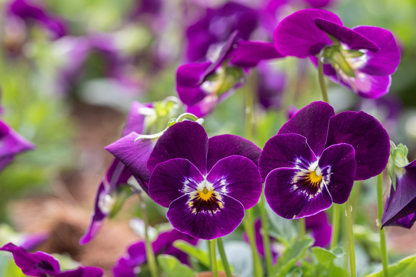 Viola King Henry