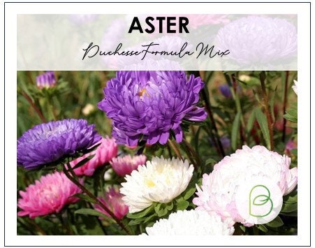 Aster Duchesse Formula Mix