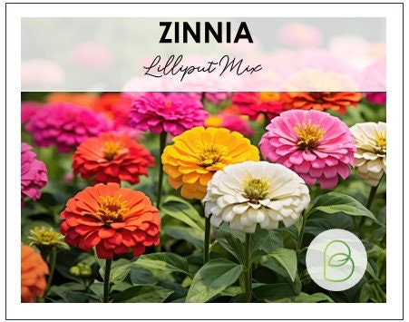 Zinnia Lilliput Mix