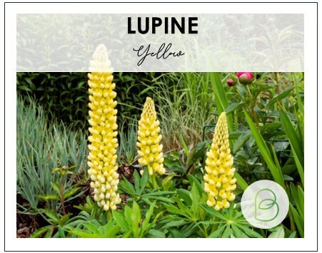 Yellow Lupine