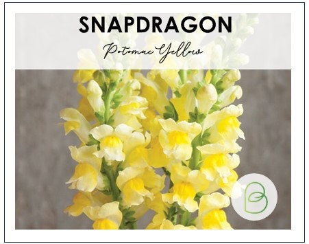 Snapdragon Potomac Yellow
