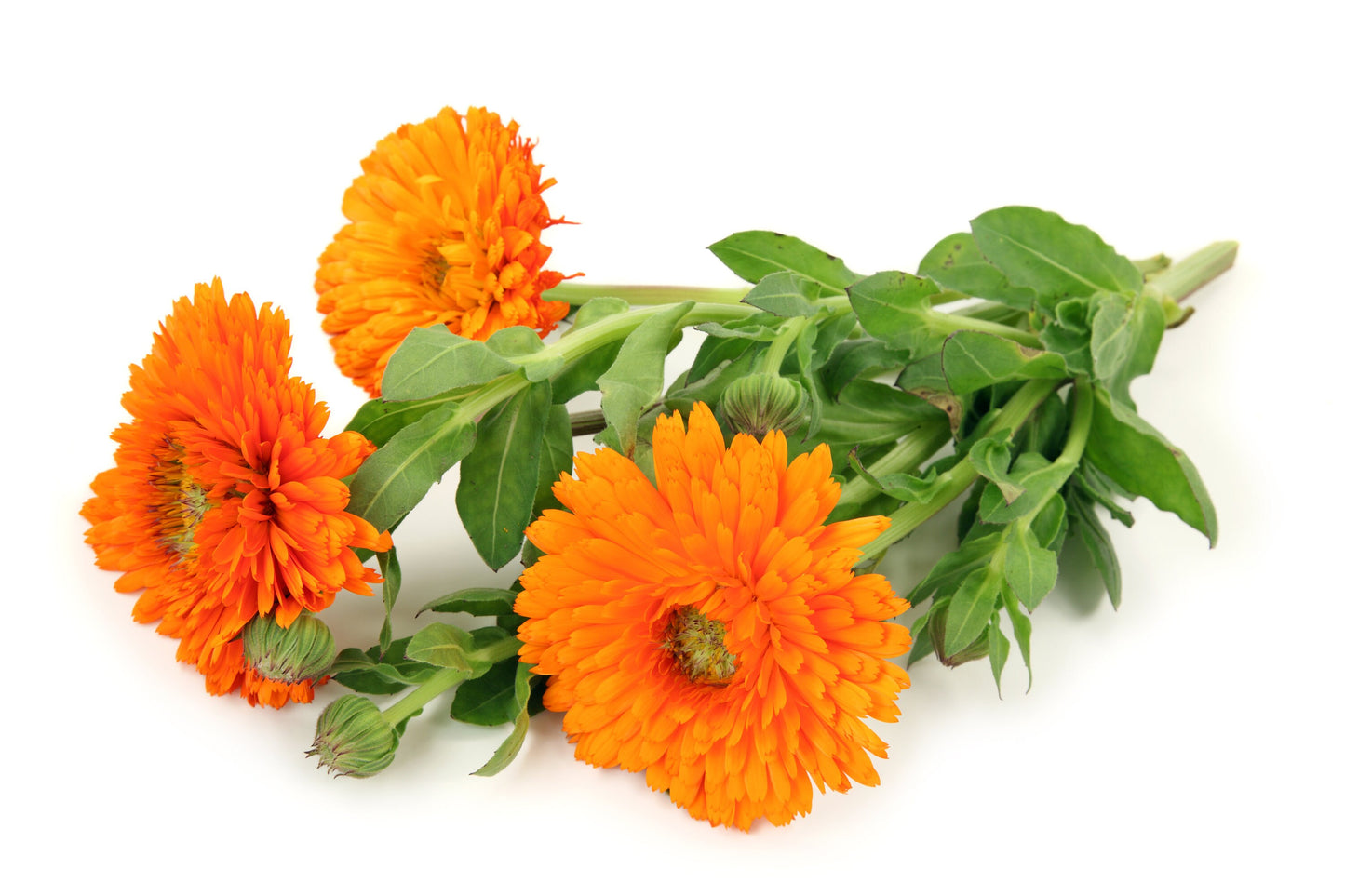Calendula Tall Double Mix