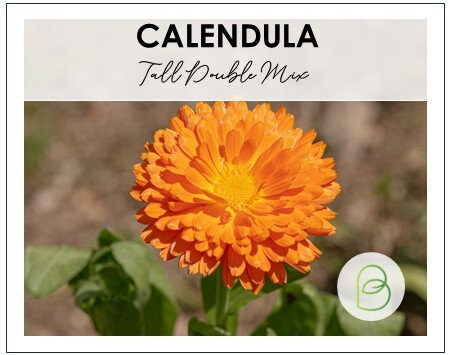Calendula Tall Double Mix