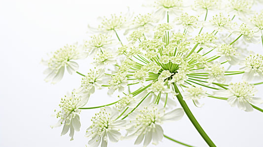 Ammi Majus White Dill