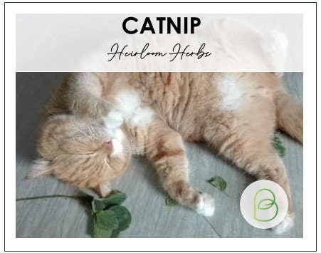 Catnip