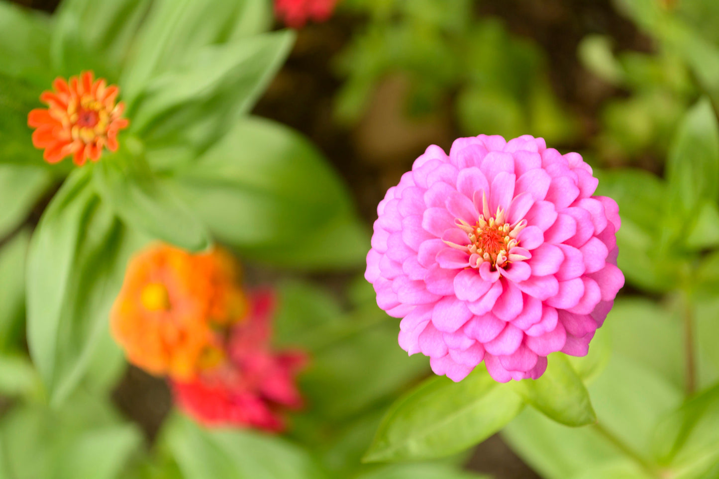 Zinnia Benarys Giant Lilac