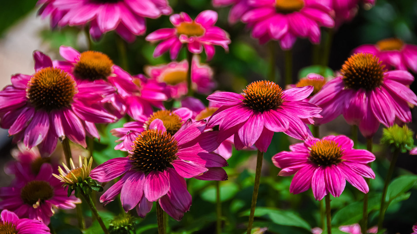 Echinacea (Coneflower) Baby Swan Deep Pink