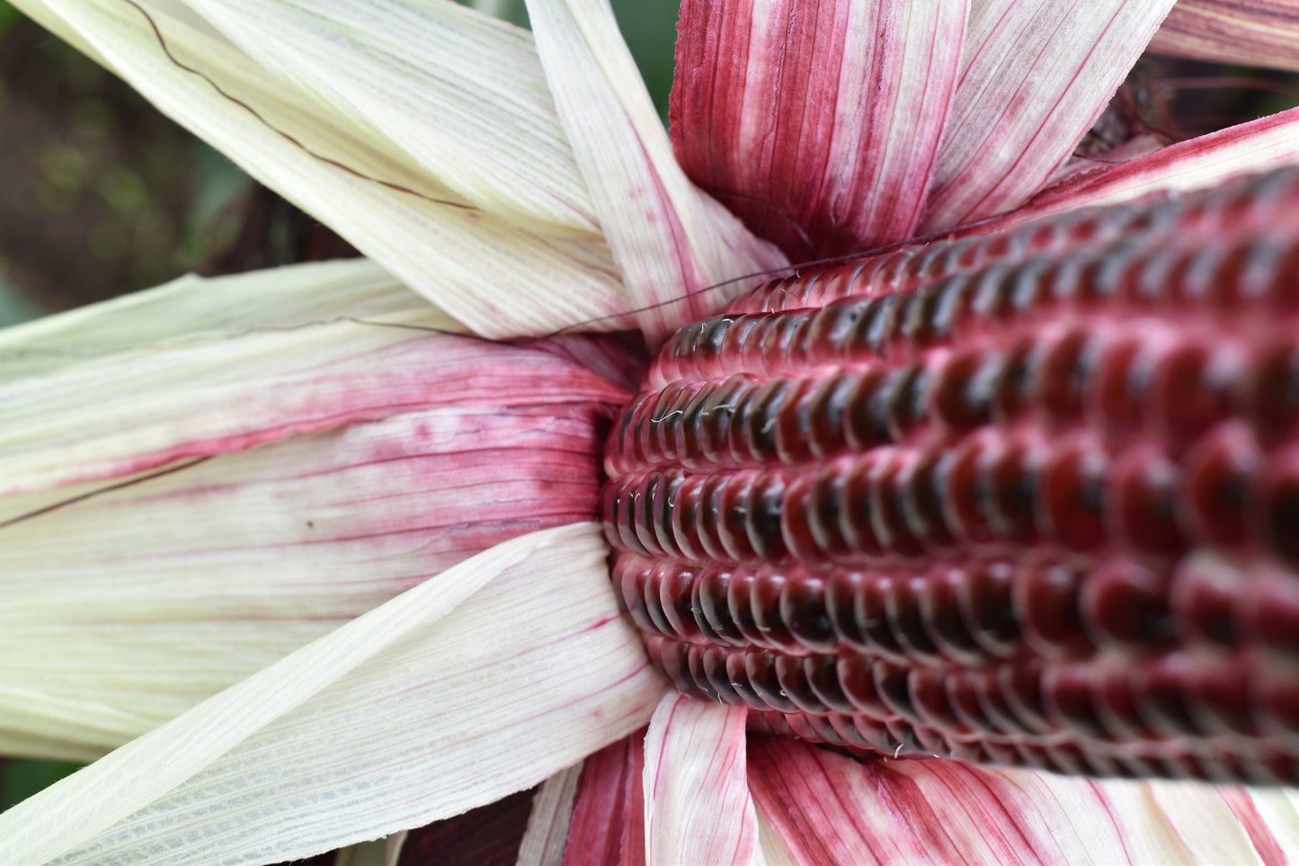 Corn Fiesta