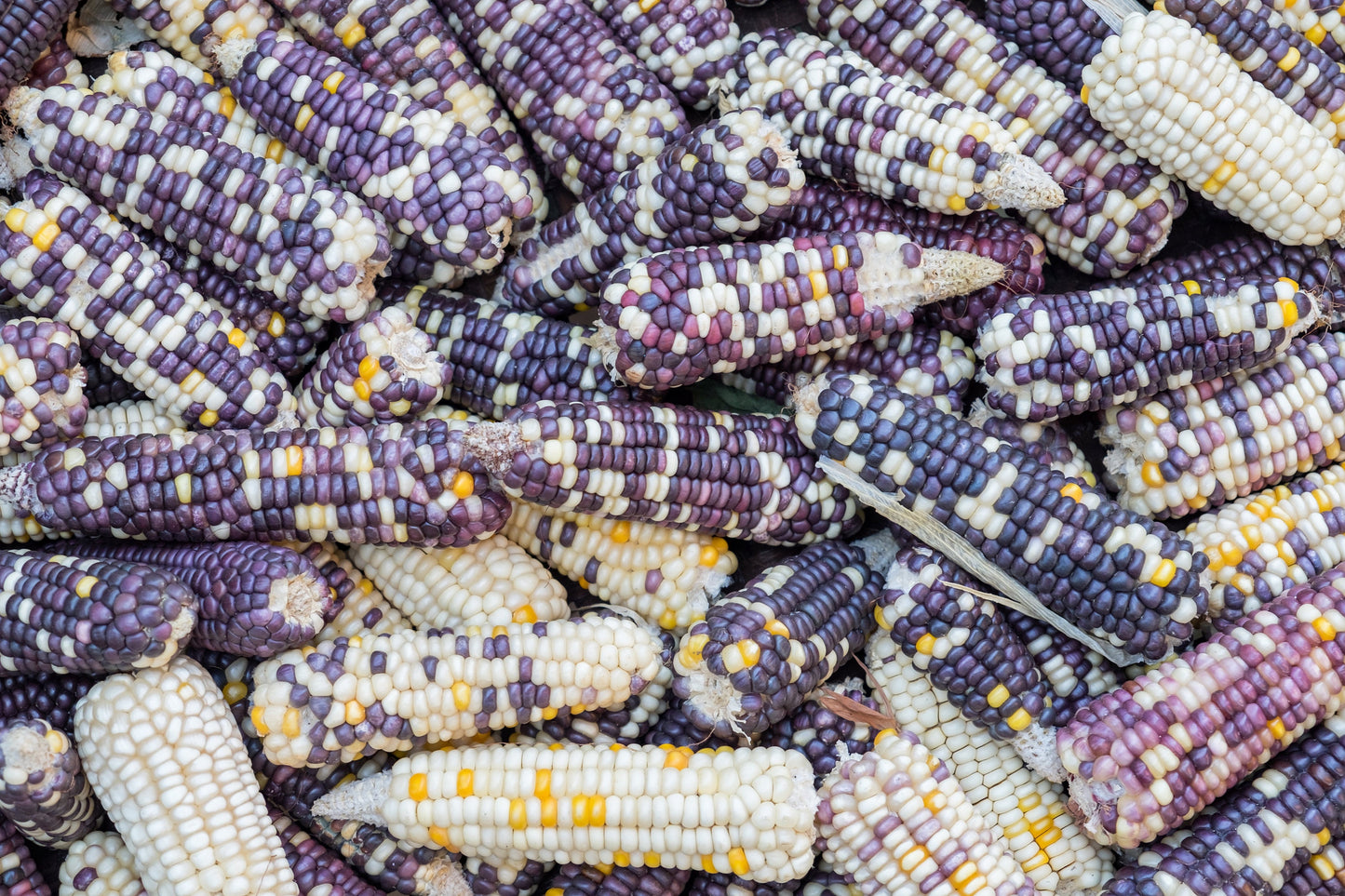Corn Fiesta