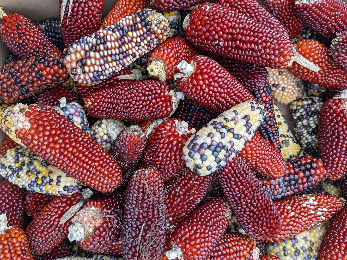 Corn Fiesta
