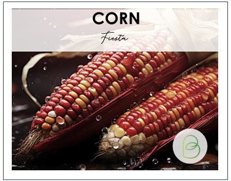 Corn Fiesta