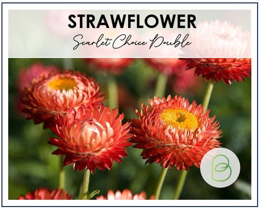 Strawflower Scarlet Choice Double