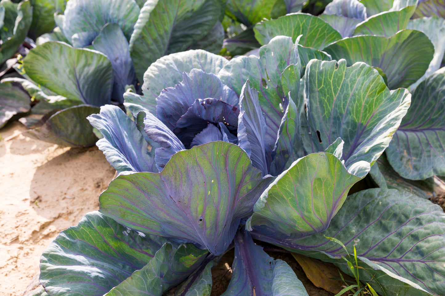 Cabbage (Ornamental) Red Acre