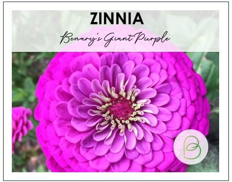 Zinnia Benary's Giant Purple