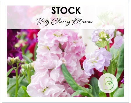 Stock Katz Cherry Blossom