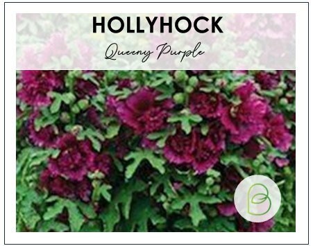 Hollyhock Queeny Purple