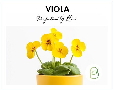Viola, Perfection Yellow