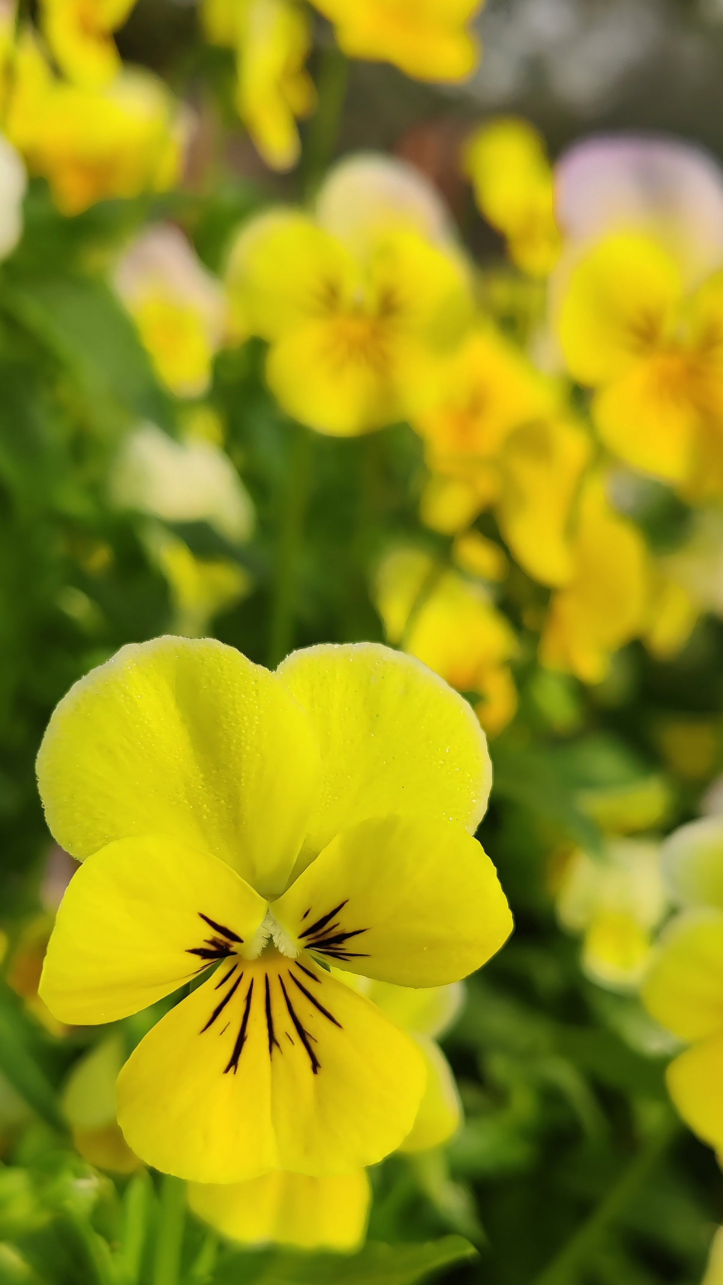 Viola, Perfection Yellow