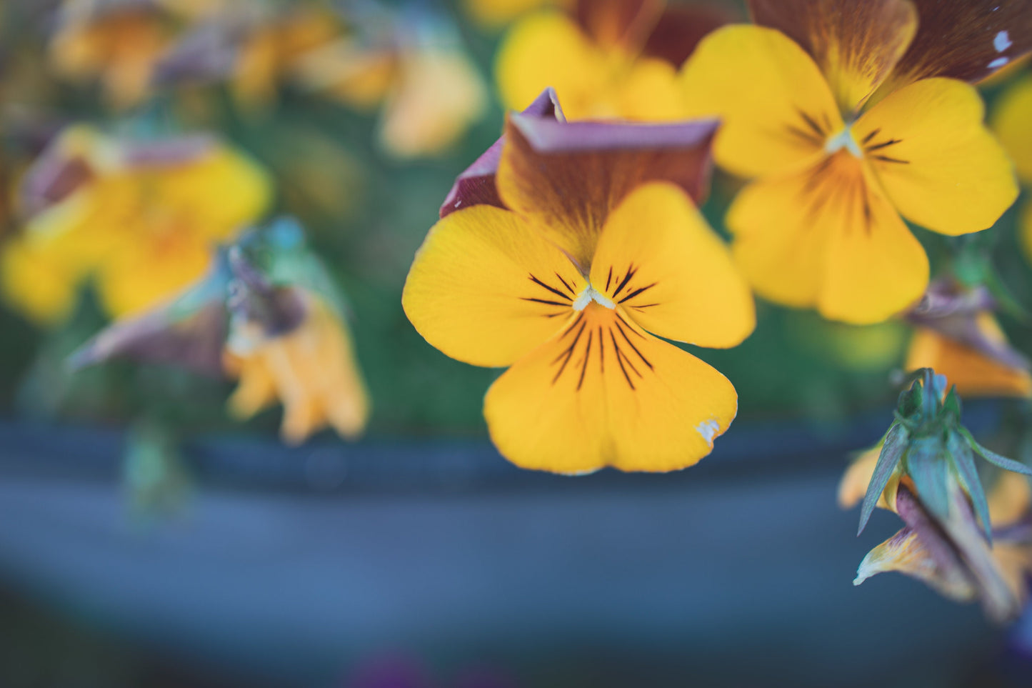 Viola, Perfection Yellow