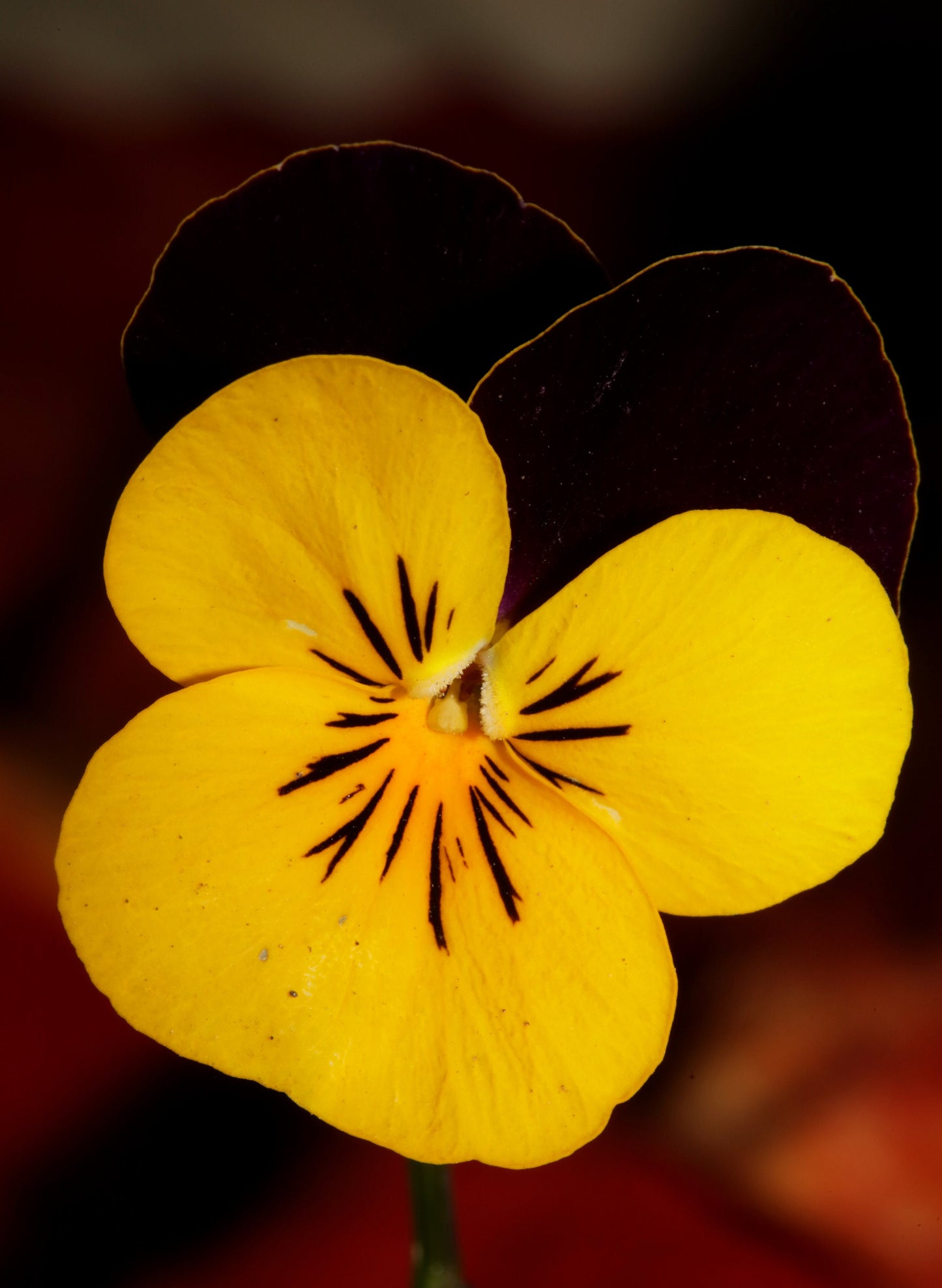Viola, Perfection Yellow