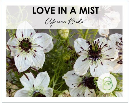 Nigella African Bride