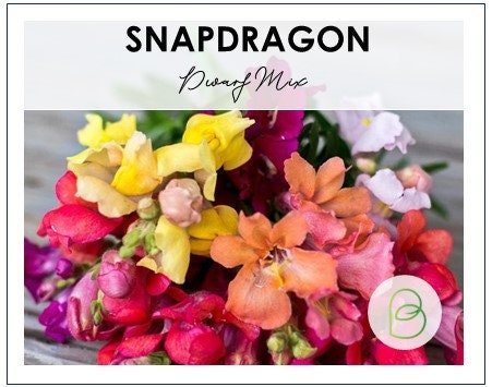 Snapdragon Dwarf Mix