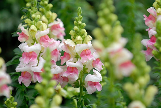 Snapdragon Seed Bundle, 4 Bestselling Varieties, Cut Flowers