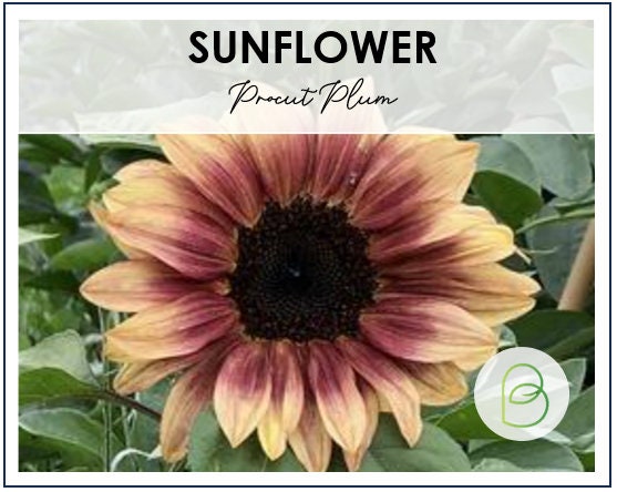 Sunflower Procut Plum