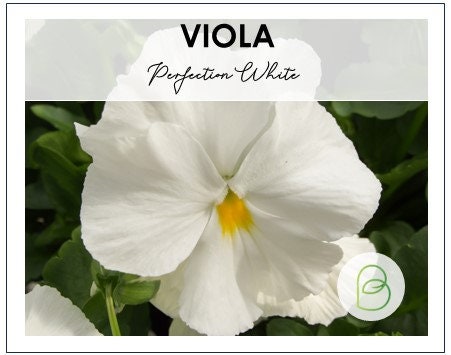 Viola Perfection White
