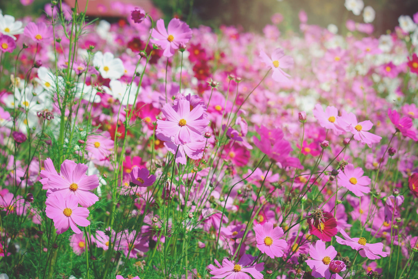 Cosmos Dwarf Mix