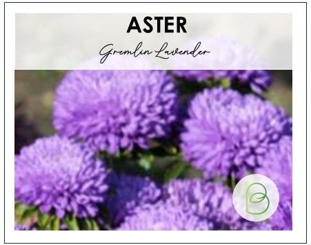 Aster Gremlin Lavender